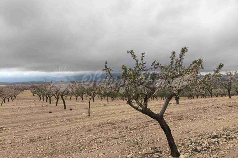 Helårsgrund i Yecla, Murcia, Yecla - € 45.000 | Ref: SF0565 - foto 6
